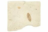 Fossil Leaf - France #254285-1
